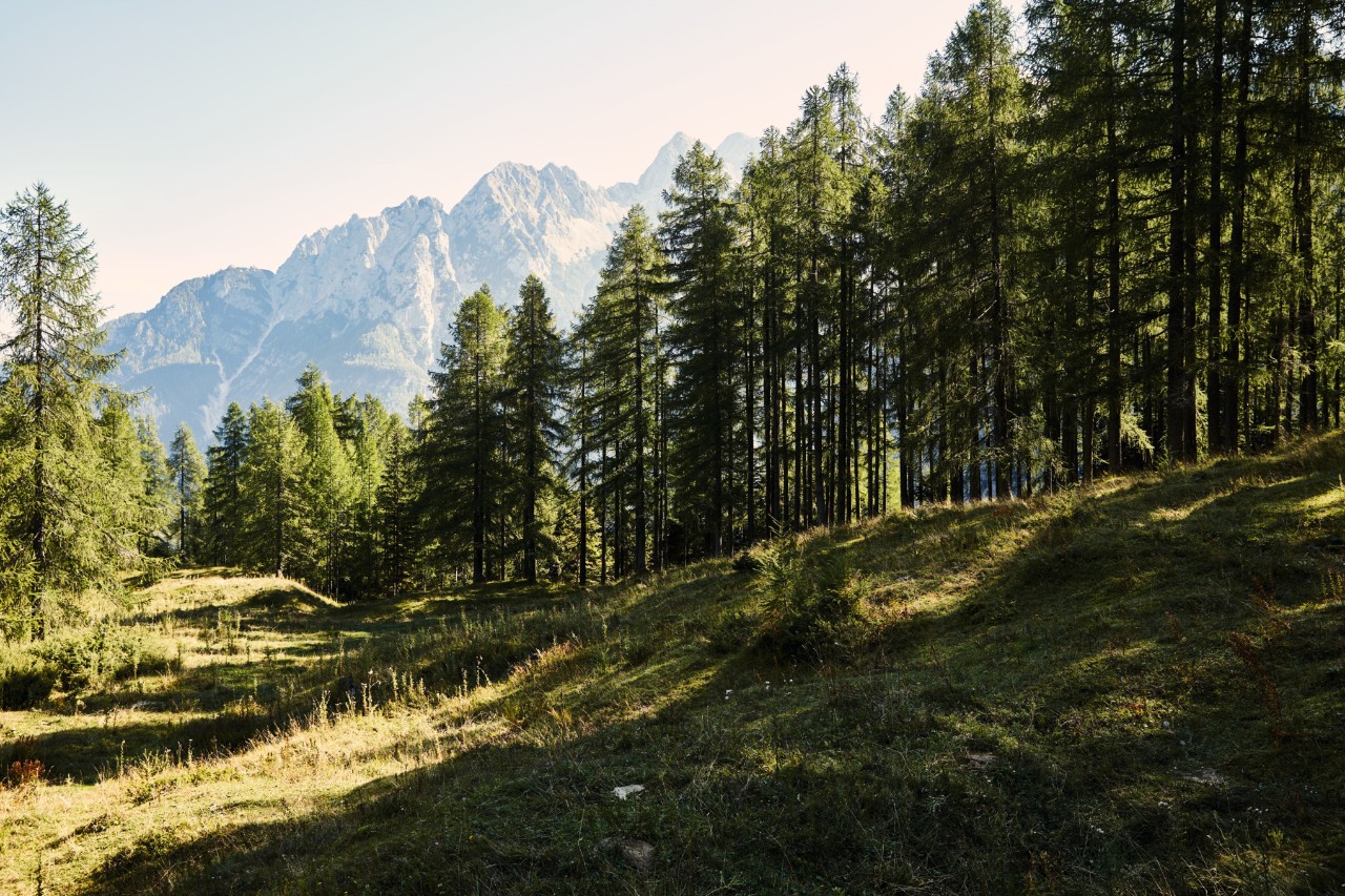 STIHL Presseinformation